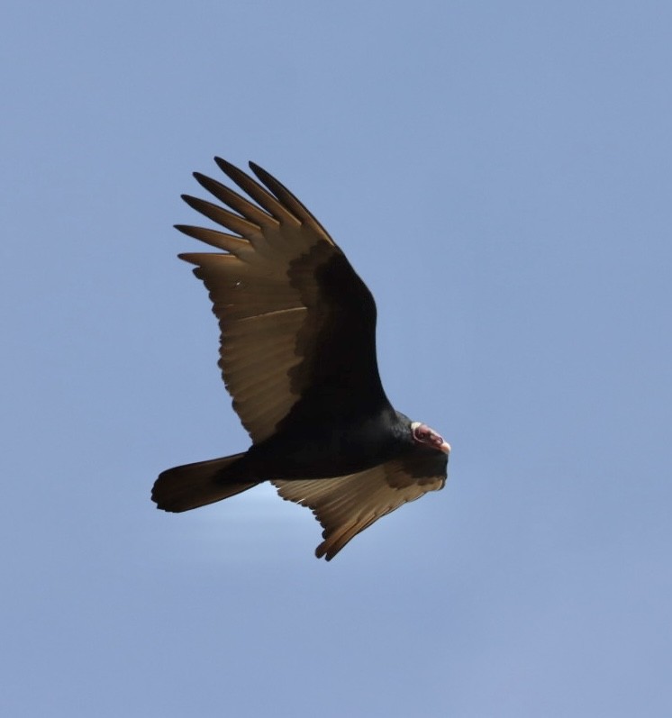 Turkey Vulture - ML620443372