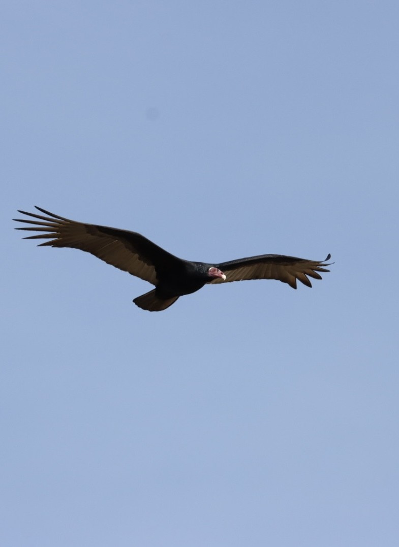 Turkey Vulture - ML620443373