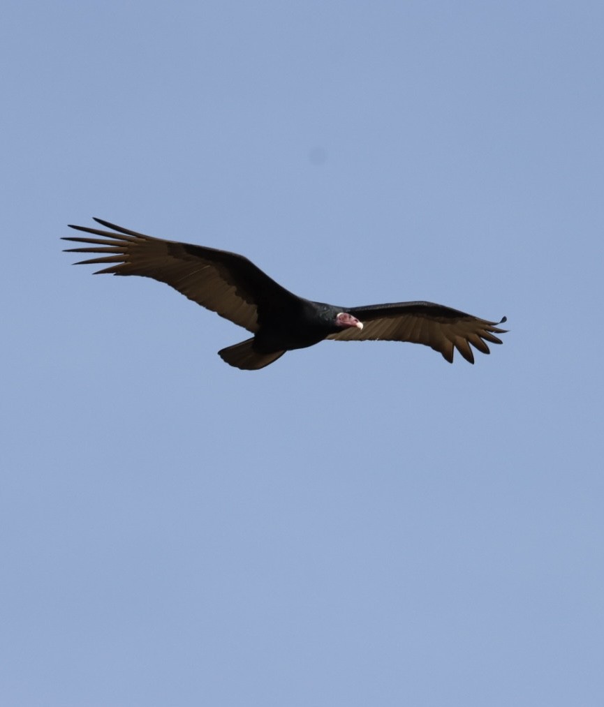 Turkey Vulture - ML620443374