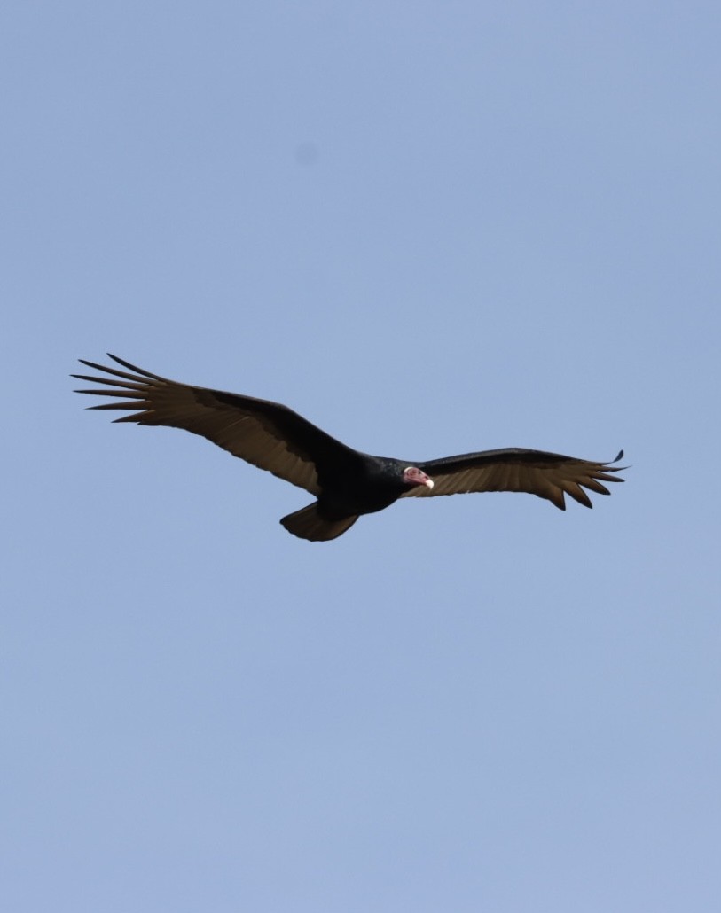 Turkey Vulture - ML620443375