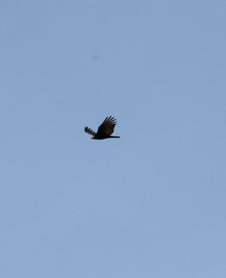 Turkey Vulture - ML620443376