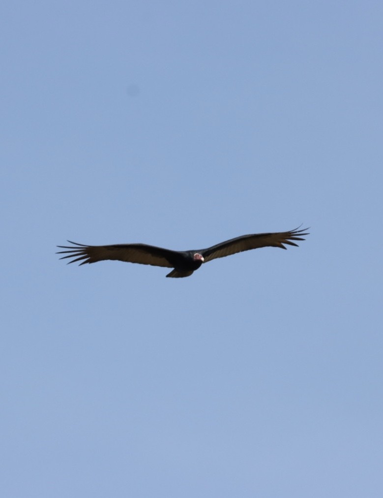 Turkey Vulture - ML620443377