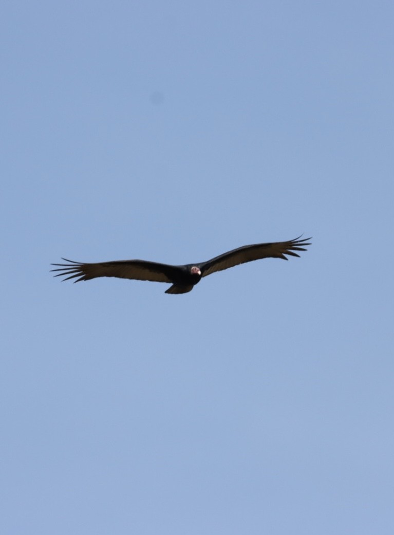 Turkey Vulture - ML620443379