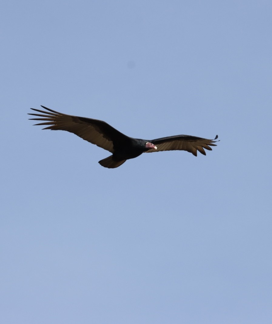 Turkey Vulture - ML620443380