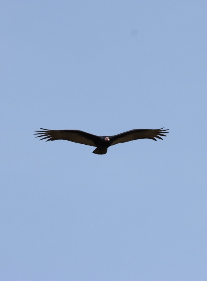 Turkey Vulture - ML620443383