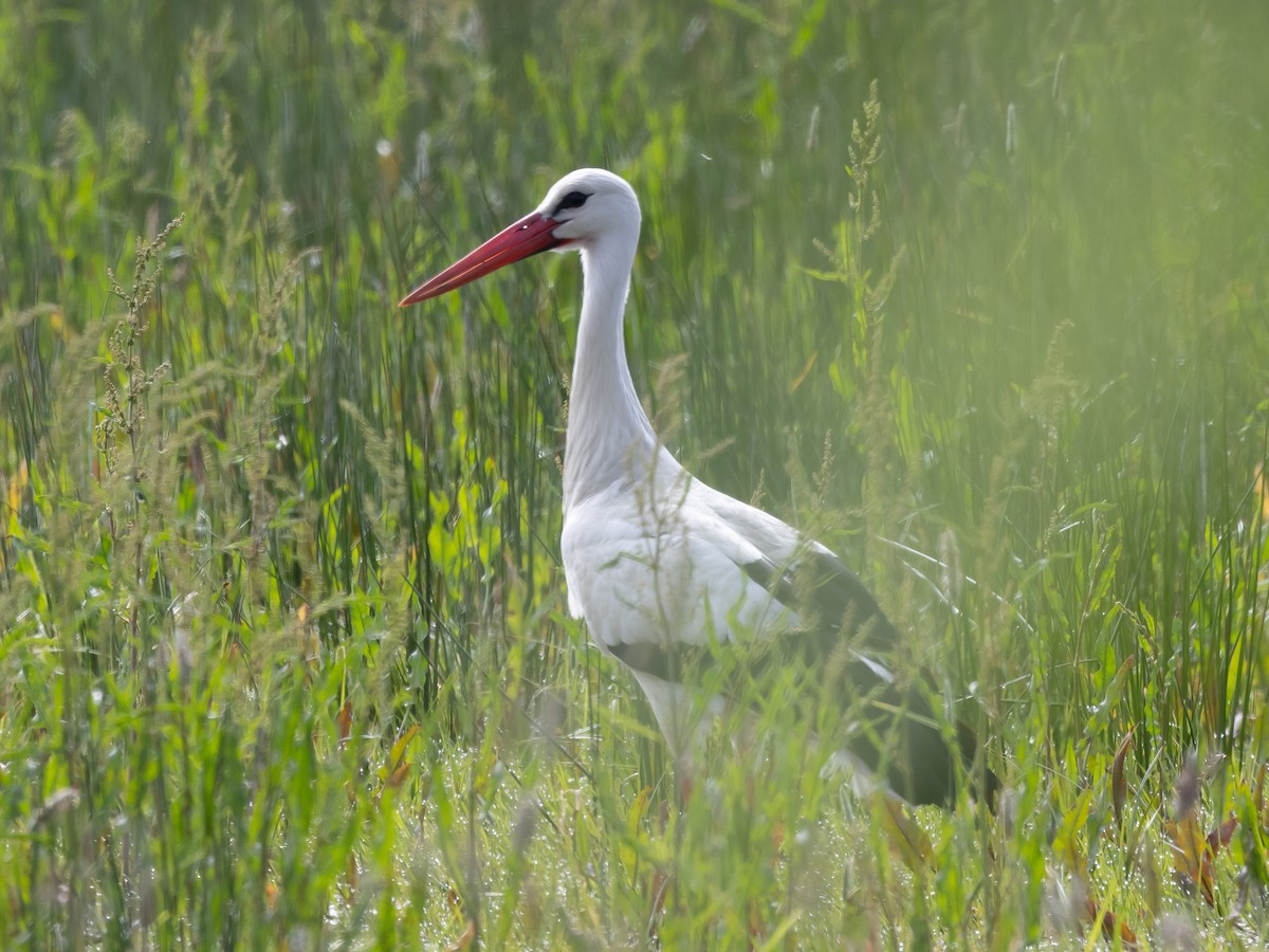 White Stork - ML620443387