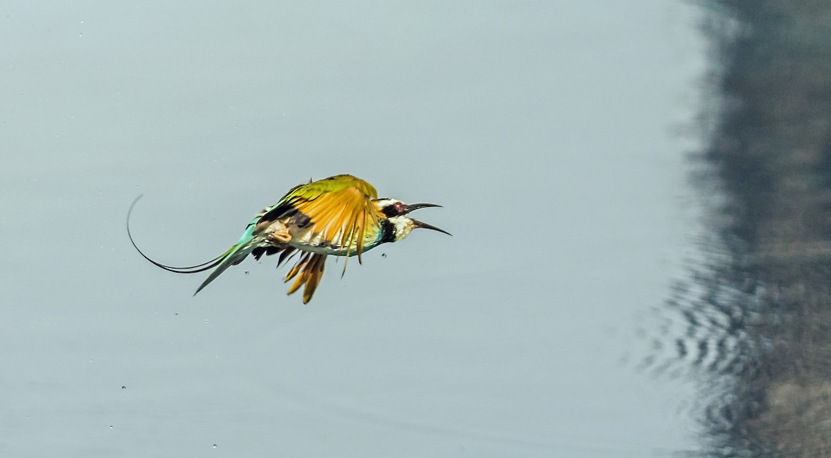 White-throated Bee-eater - ML620443389