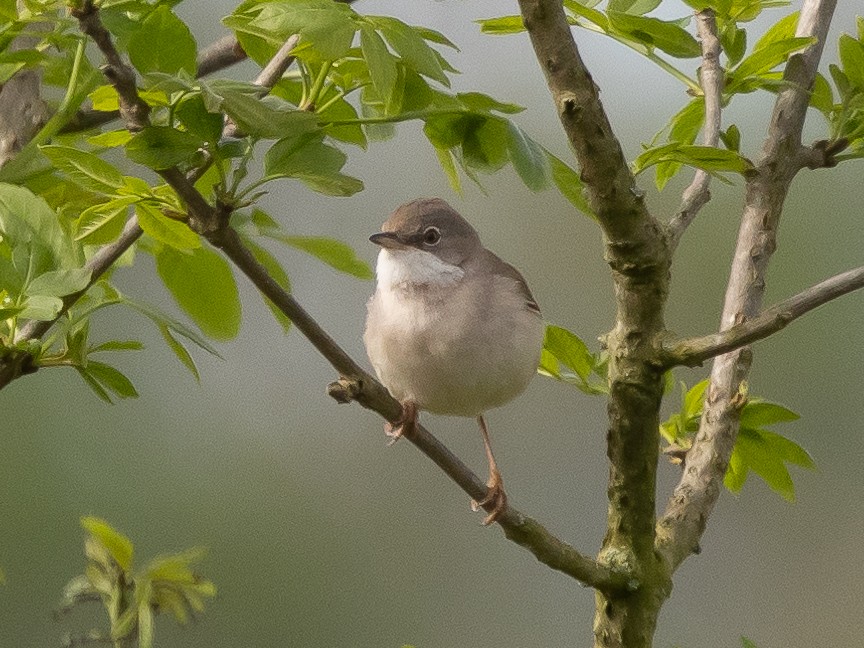 Greater Whitethroat - Ian Burgess