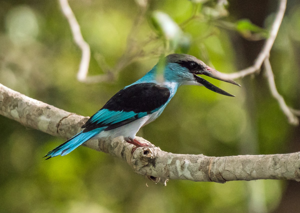 Blue-breasted Kingfisher - ML620443405