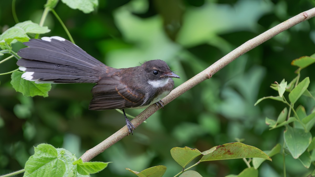 Malaysian Pied-Fantail - ML620443420