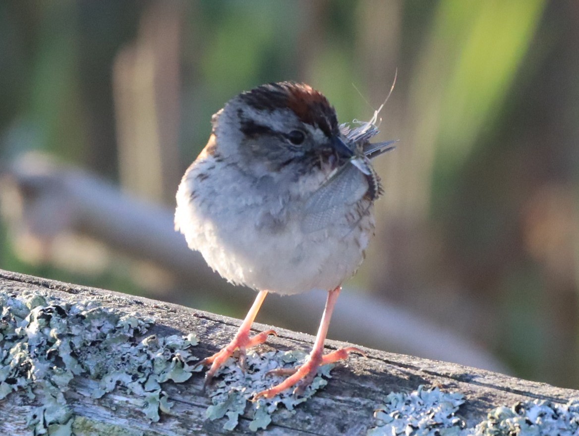 Swamp Sparrow - Marcel Gagnon