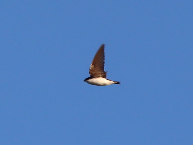 Golondrina Bicolor - ML620443429