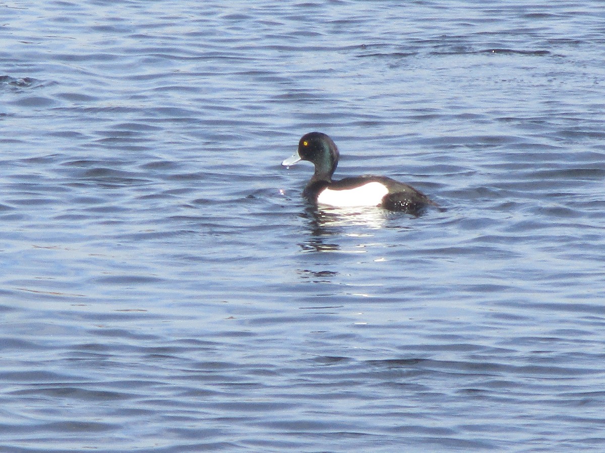 Tufted Duck - ML620443431