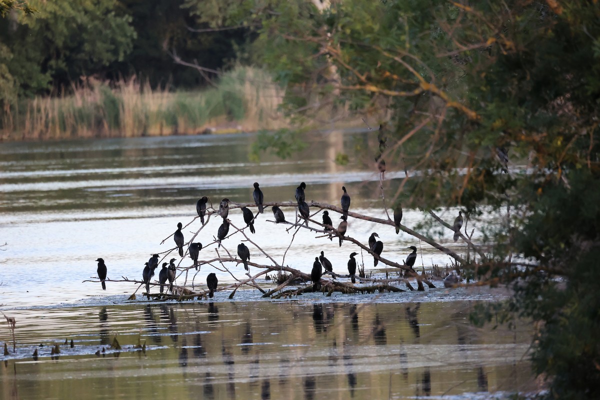 Pygmy Cormorant - ML620443433