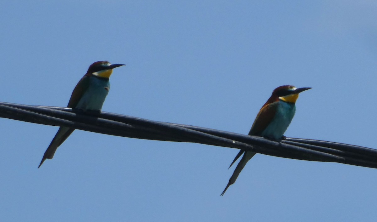 European Bee-eater - ML620443435