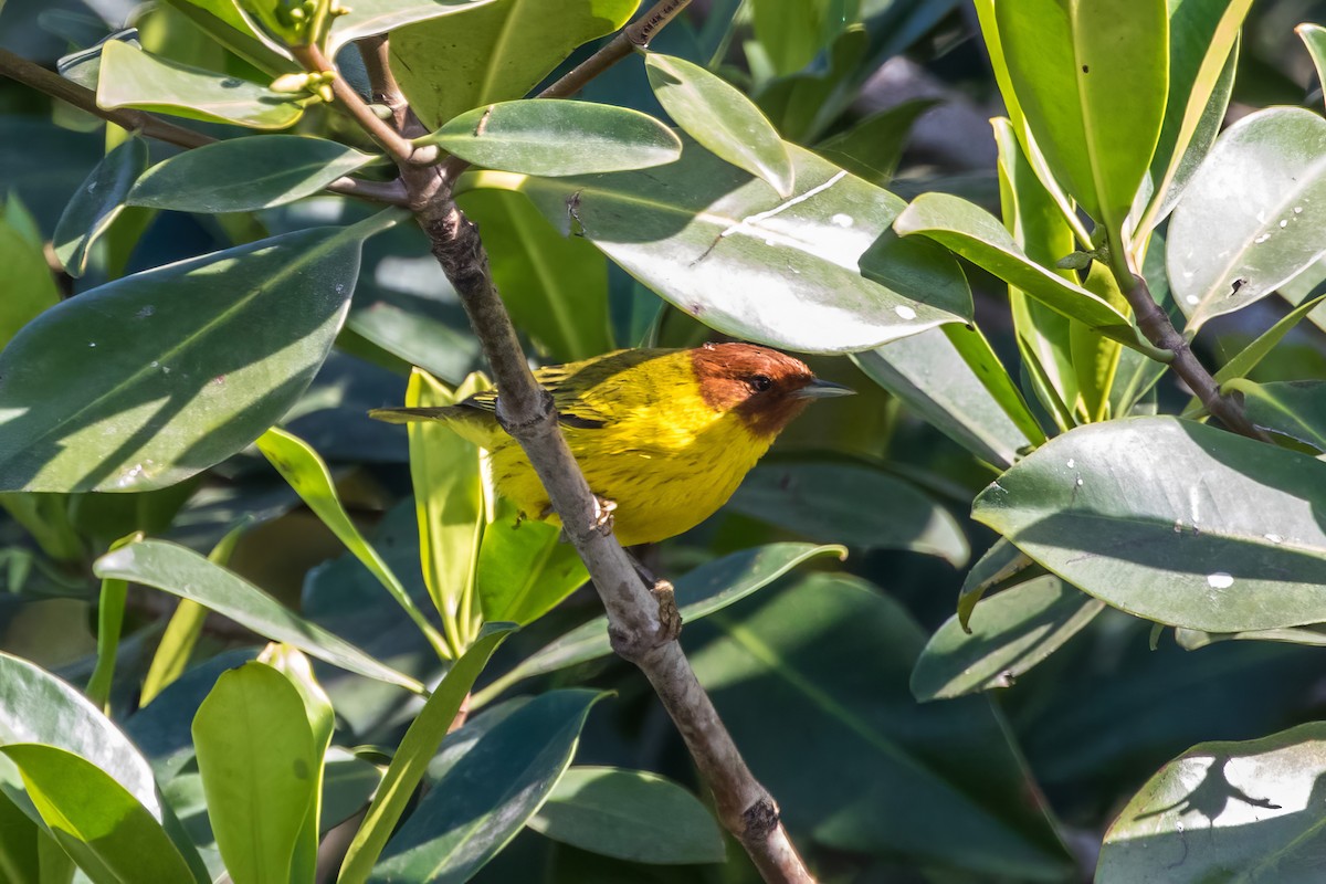 Reinita de Manglar (grupo erithachorides) - ML620443436