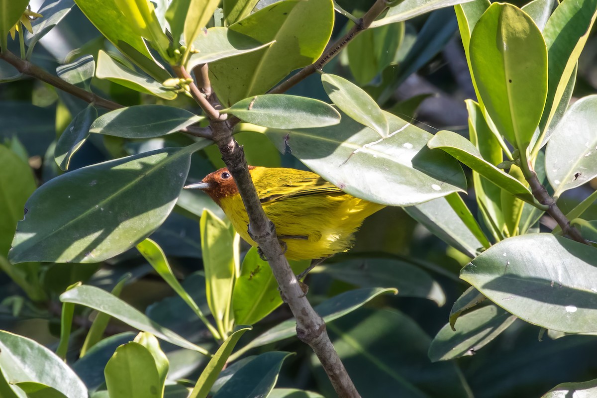 Yellow Warbler (Mangrove) - ML620443438