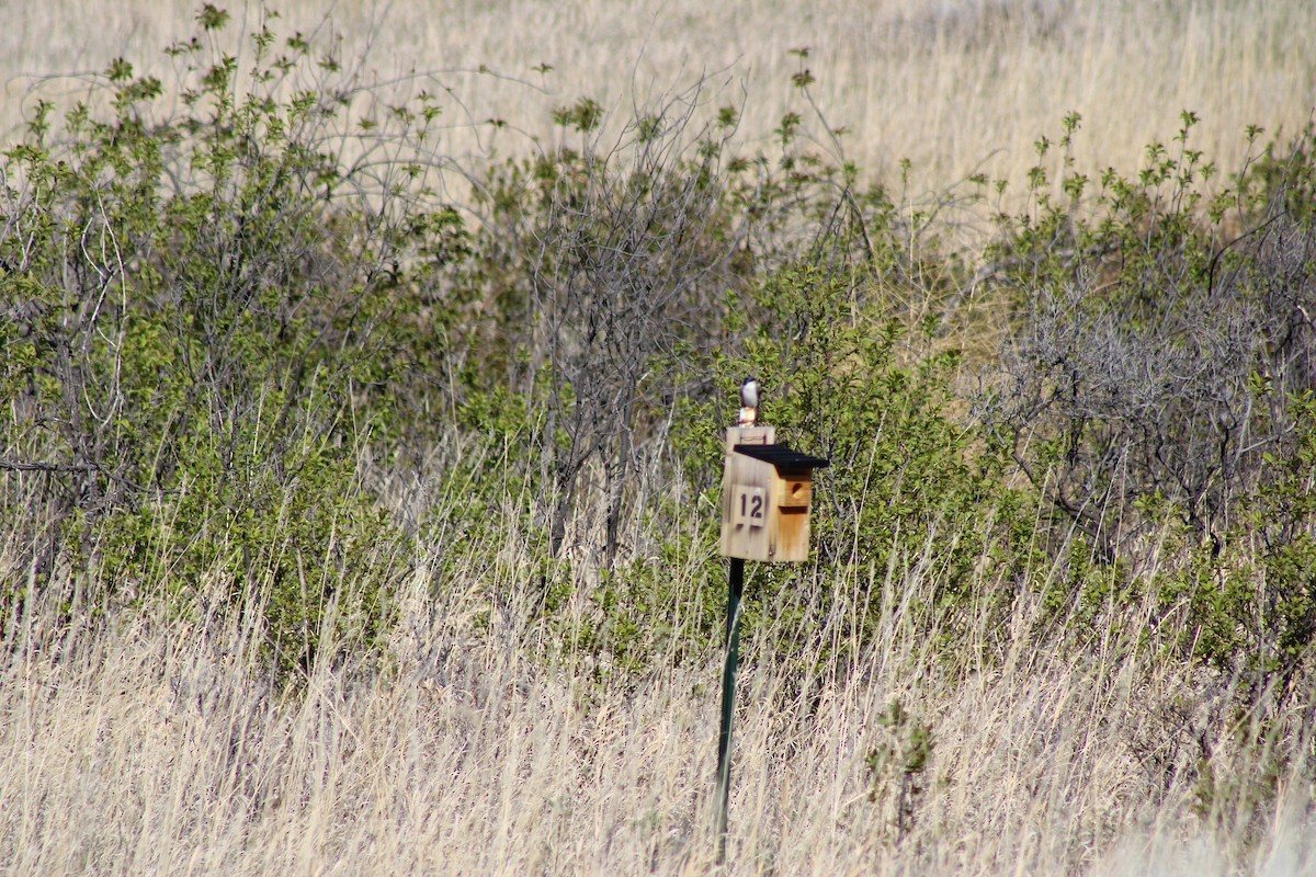 Tree Swallow - ML620443439