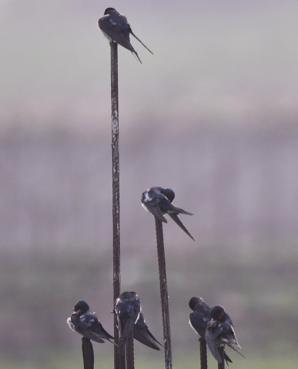 Barn Swallow - Aishwarya Vijayakumar