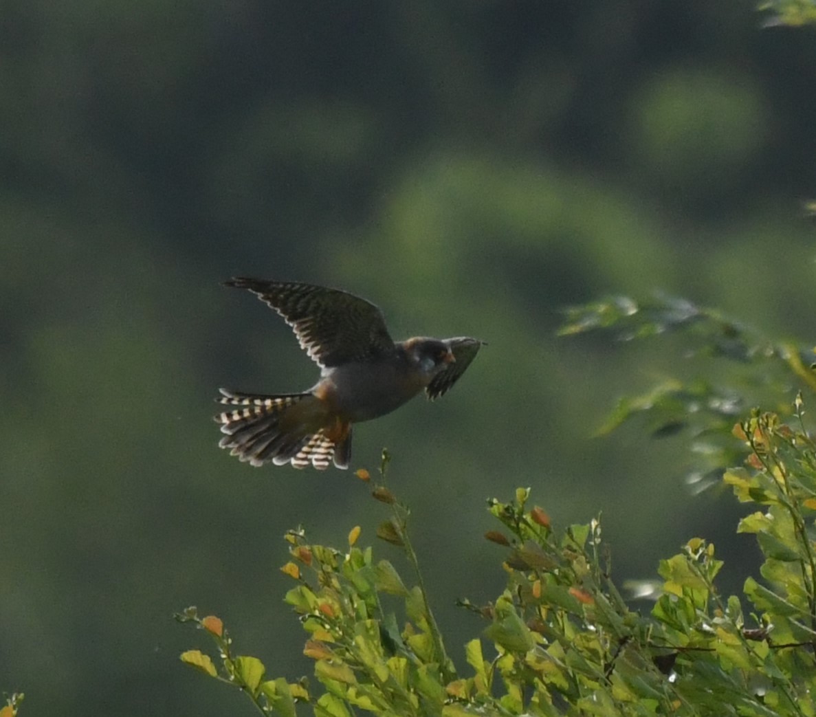 Red-footed Falcon - ML620443443