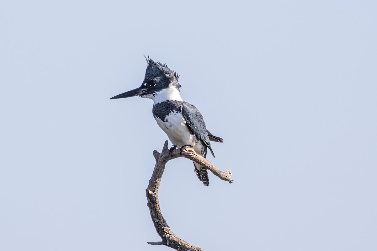 Belted Kingfisher - ML620443444