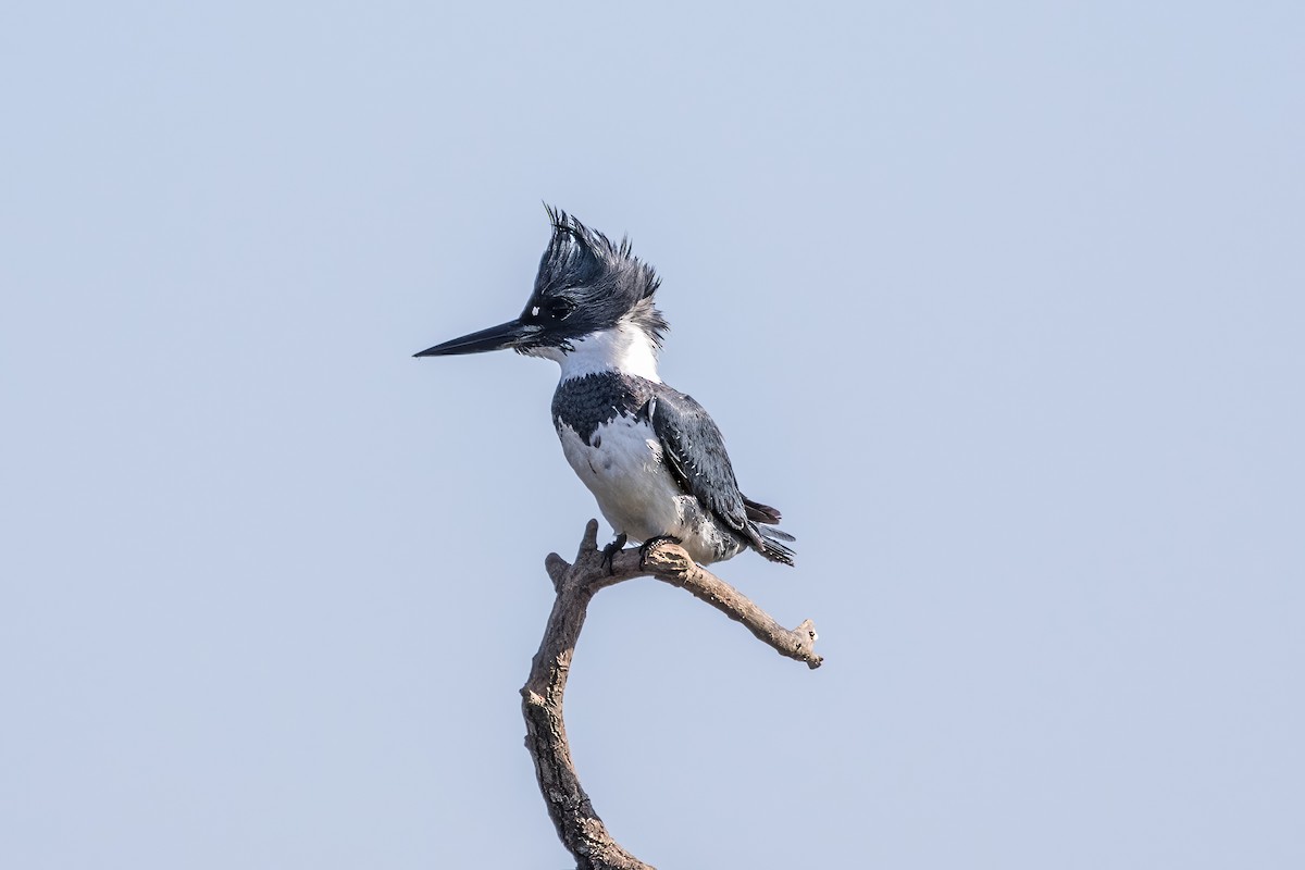 Belted Kingfisher - ML620443445