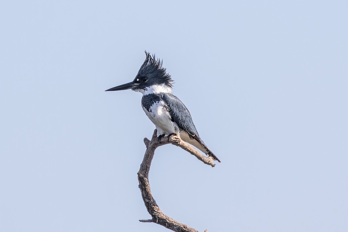 Belted Kingfisher - ML620443446
