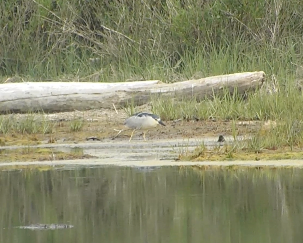 Black-crowned Night Heron - ML620443447