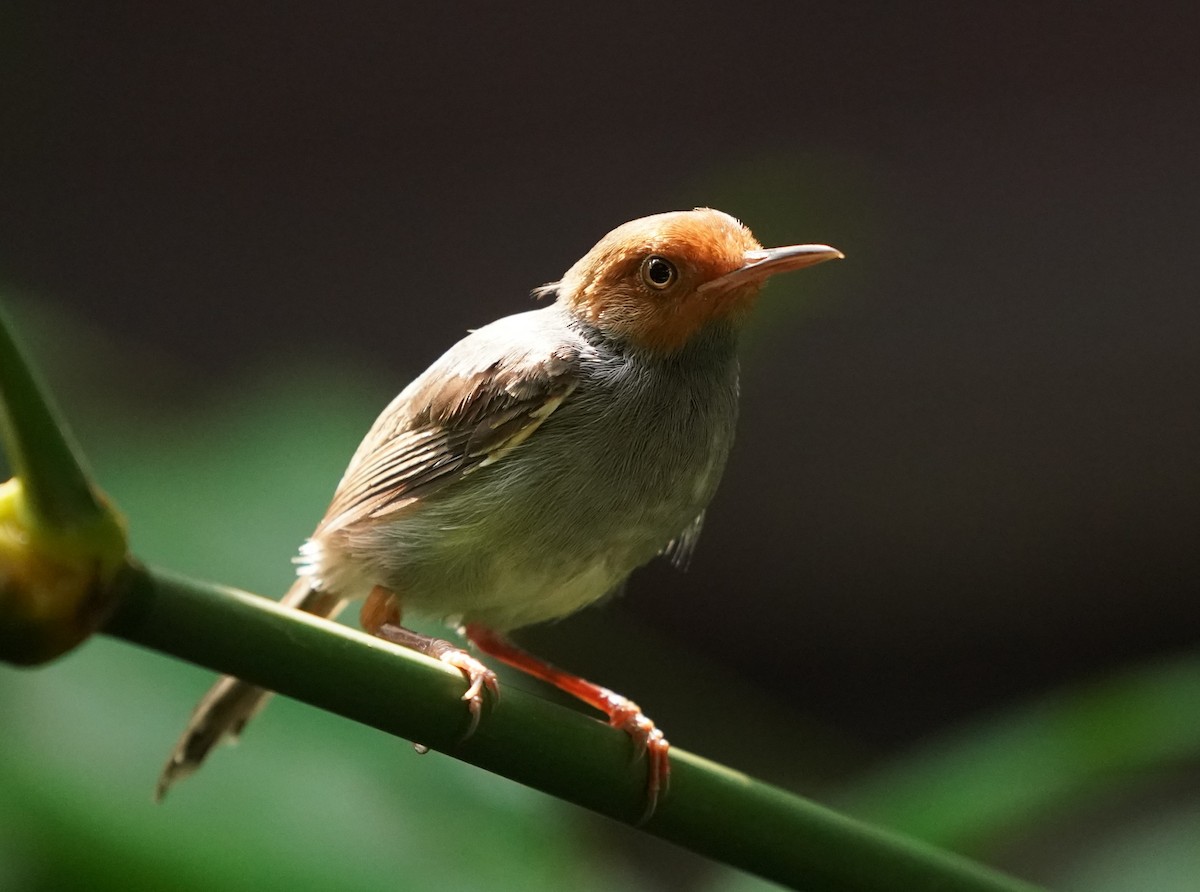 Ashy Tailorbird - ML620443459