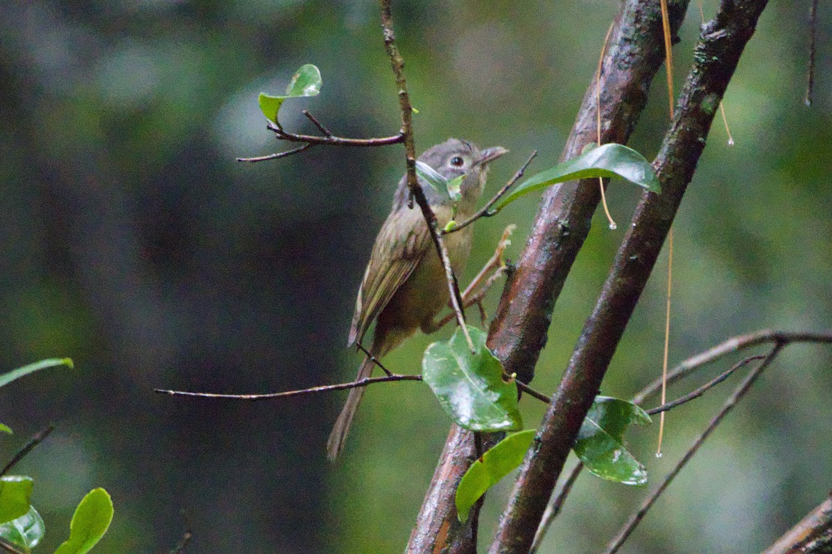 Yunnan Fulvetta - ML620443466