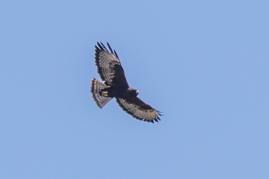 Short-tailed Hawk - Jodi Boe