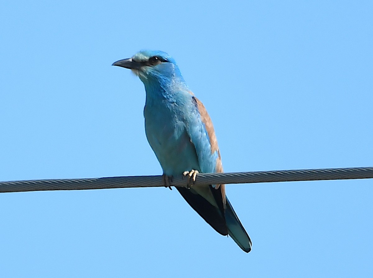 European Roller - Василий Калиниченко