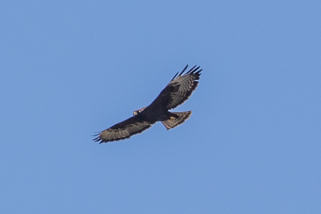 Short-tailed Hawk - ML620443477
