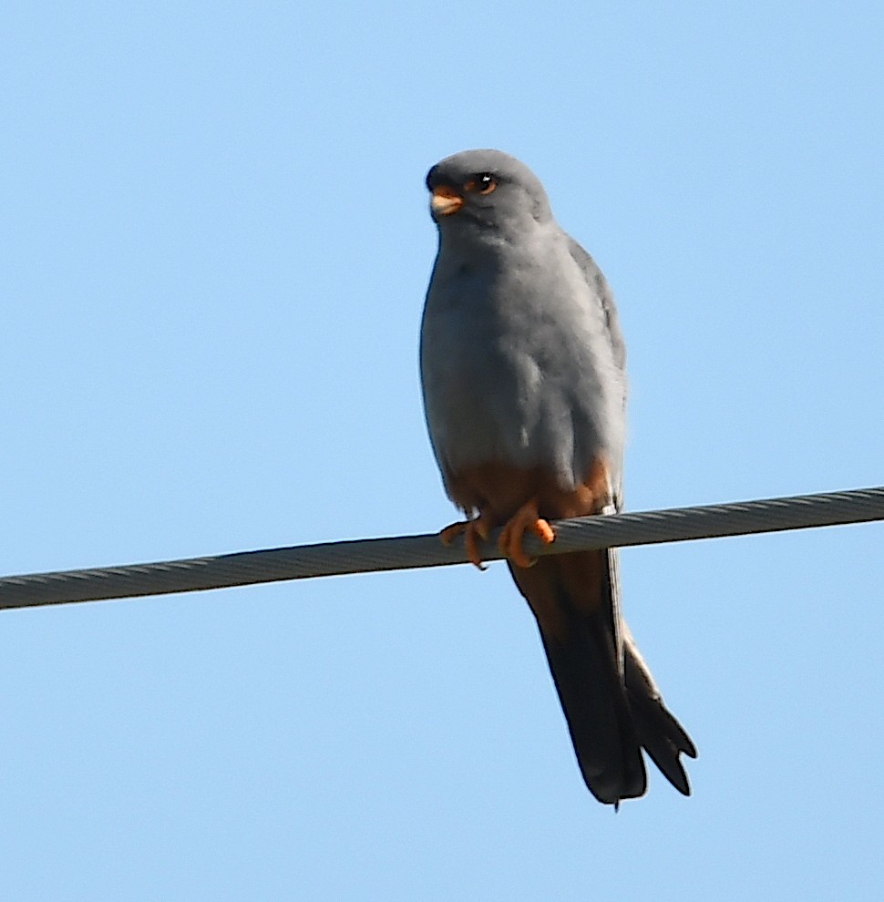 Red-footed Falcon - ML620443478