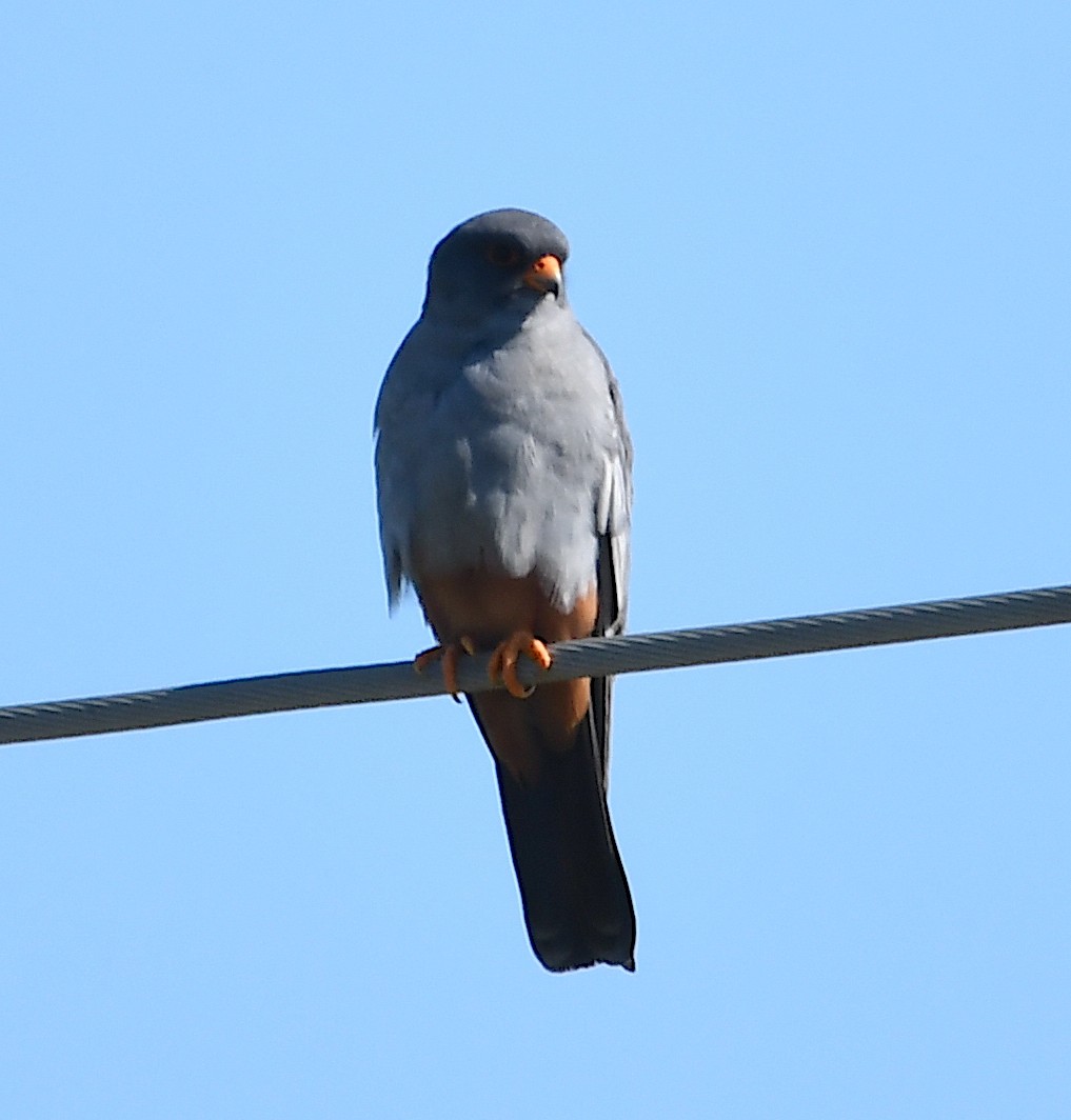 Red-footed Falcon - ML620443479