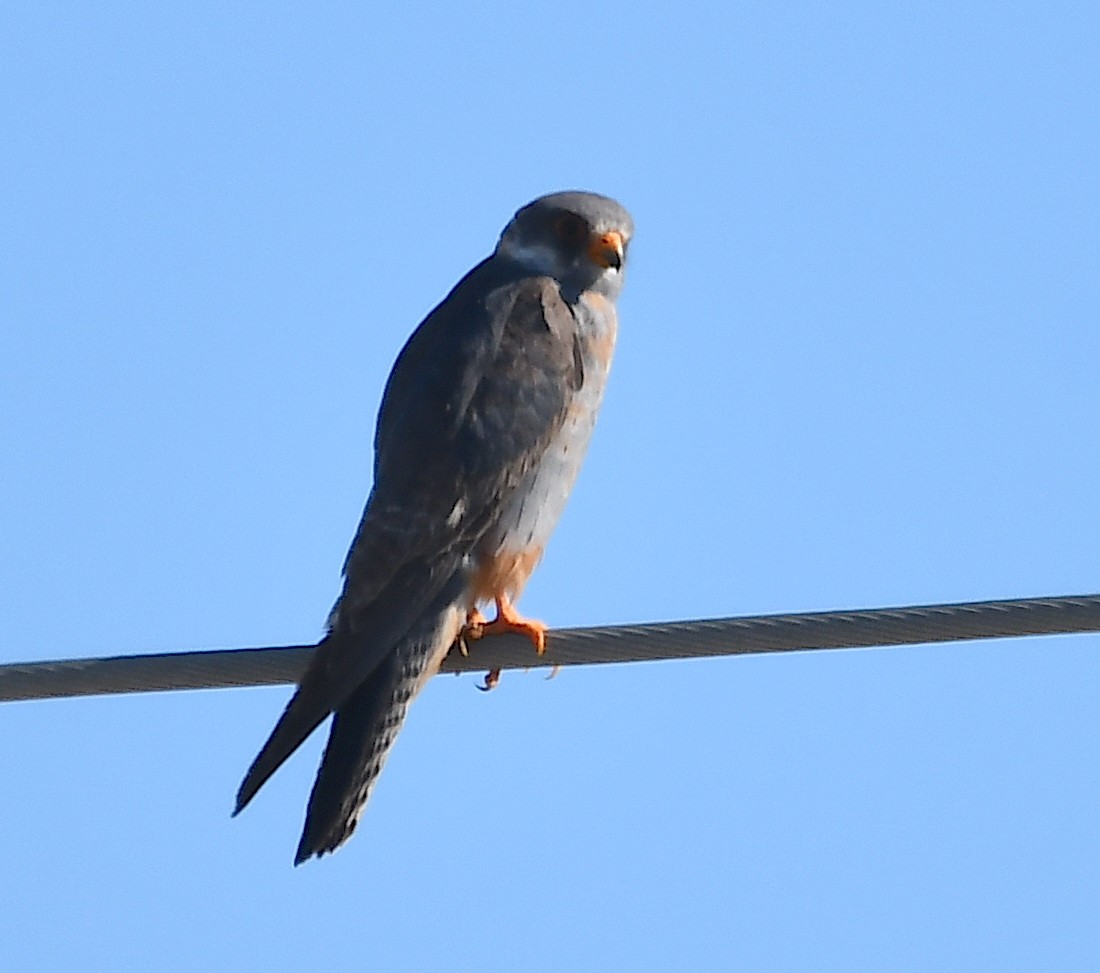 Red-footed Falcon - ML620443480