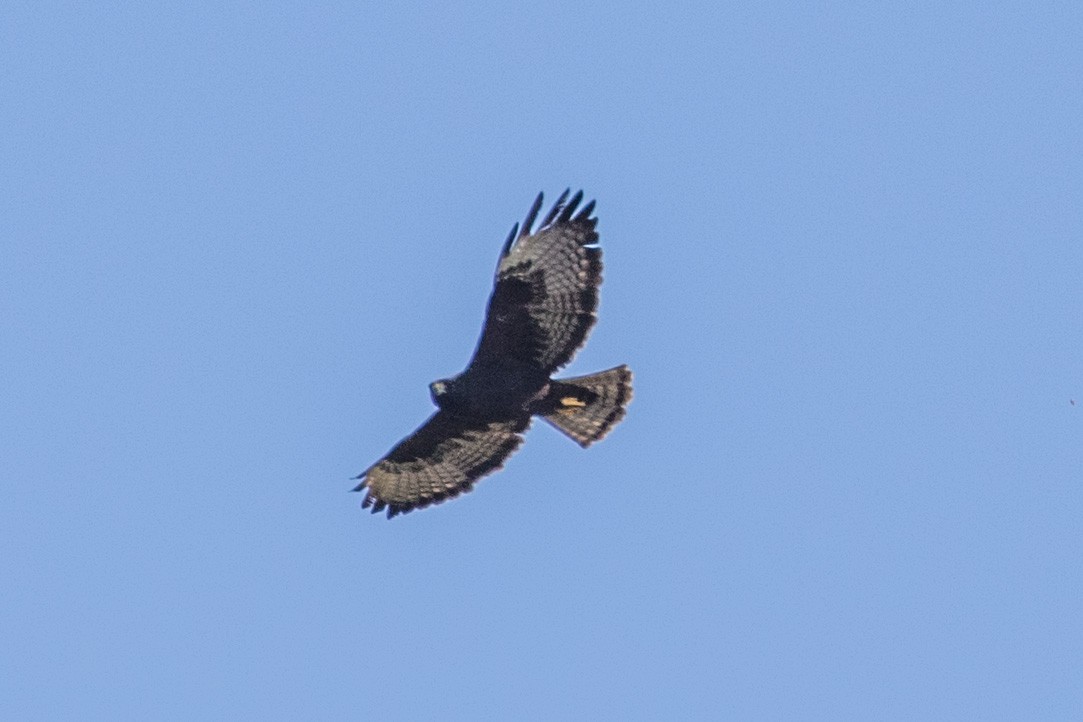 Short-tailed Hawk - ML620443483