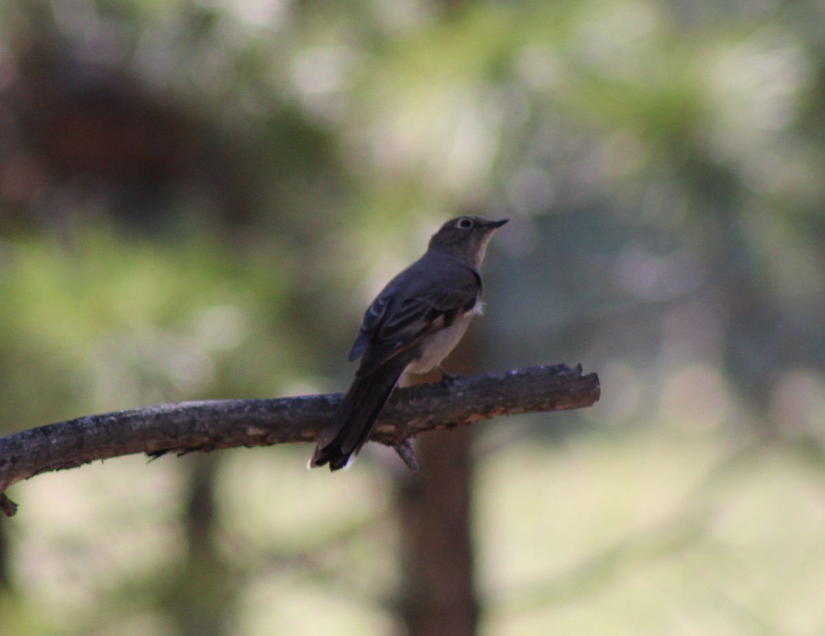 Townsend's Solitaire - ML620443486