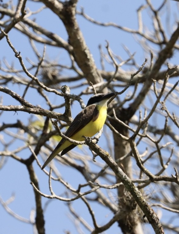 Boat-billed Flycatcher - ML620443496