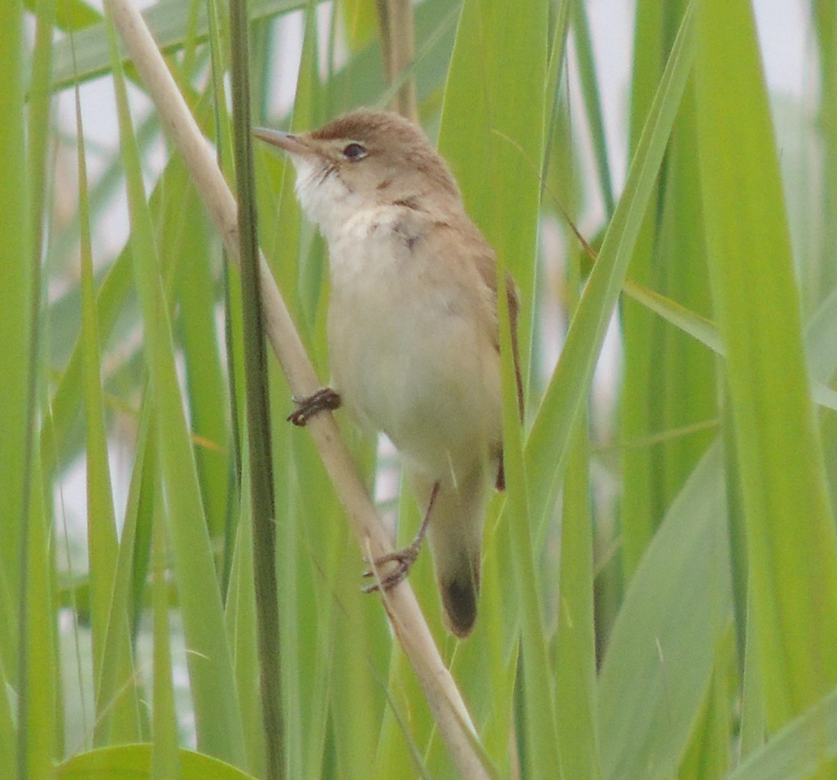 Common Reed Warbler - ML620443502