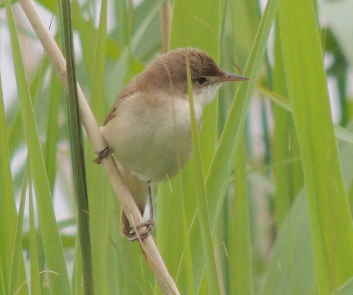 Common Reed Warbler - ML620443503
