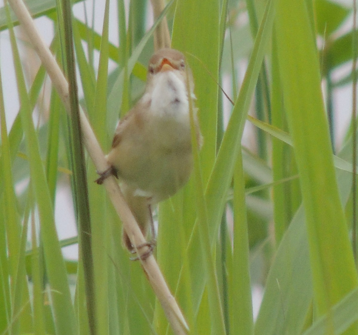 Common Reed Warbler - ML620443504