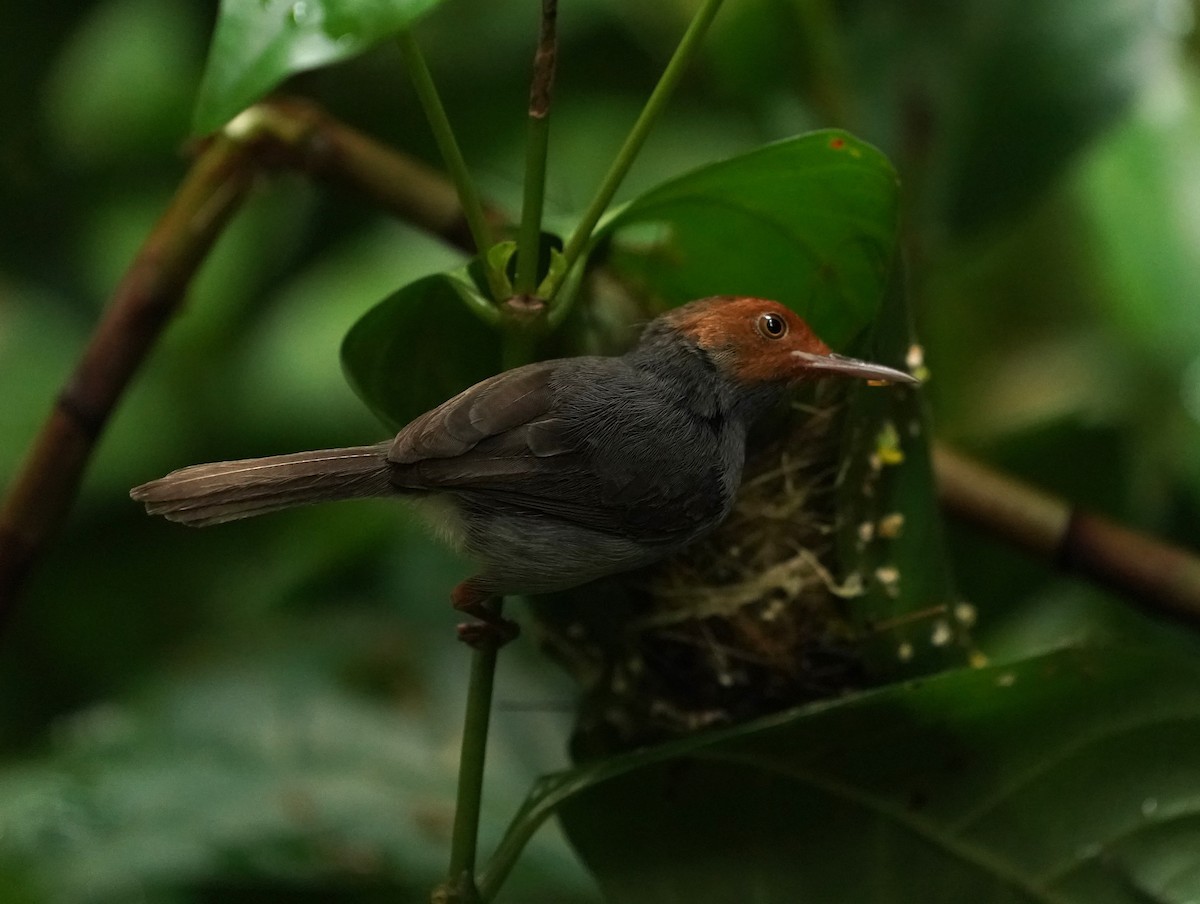 Ashy Tailorbird - Keng Keok Neo