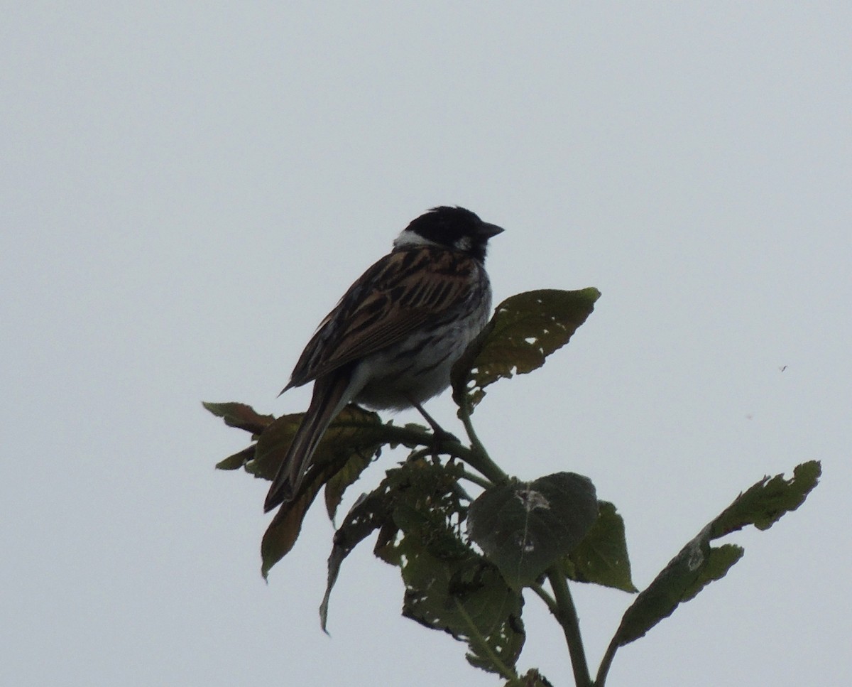 Reed Bunting - ML620443508