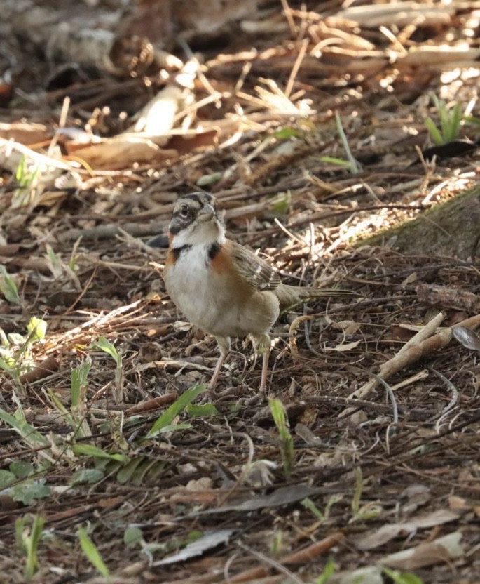 Rufous-collared Sparrow - ML620443517