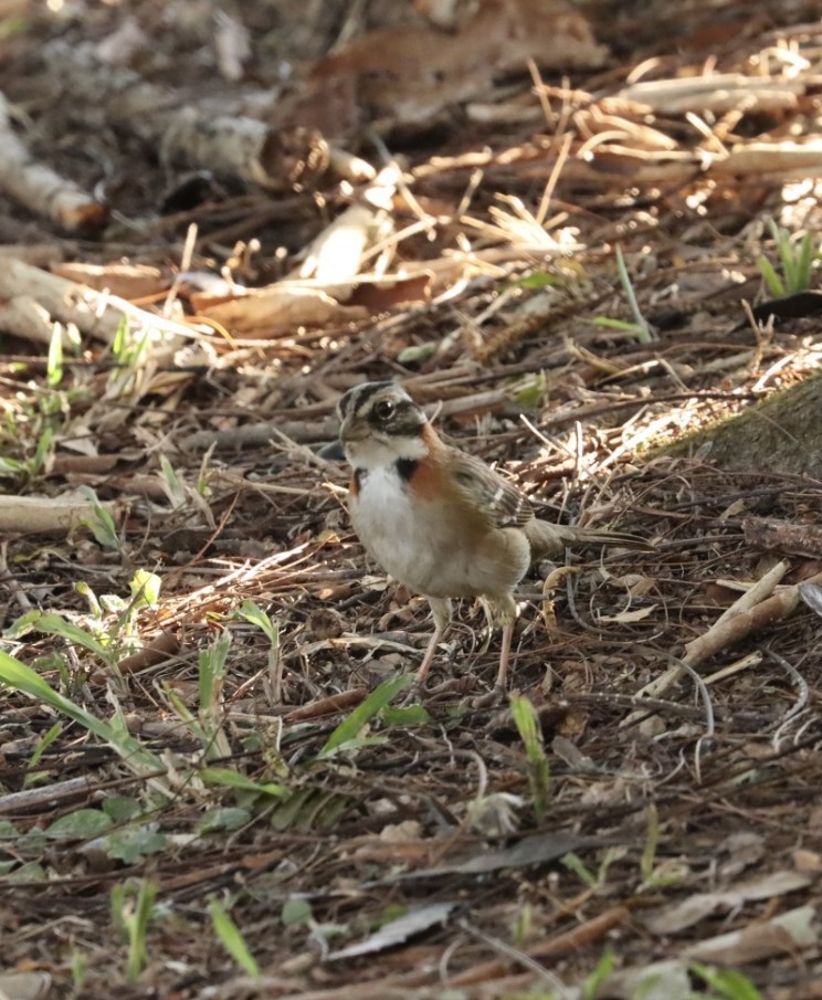 Rufous-collared Sparrow - ML620443518