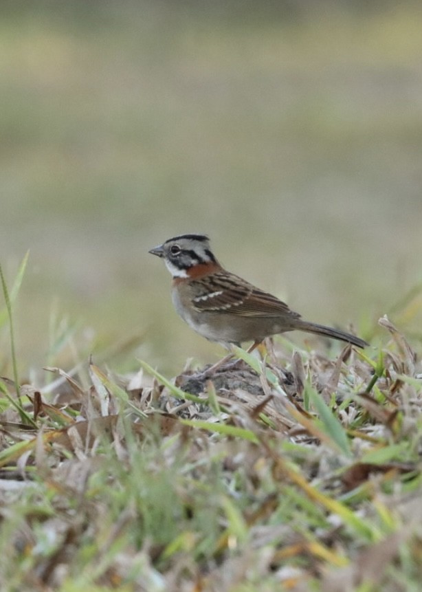 Rufous-collared Sparrow - ML620443519