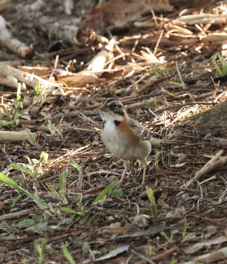 Rufous-collared Sparrow - ML620443521