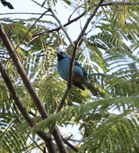 Blue Dacnis - ML620443522