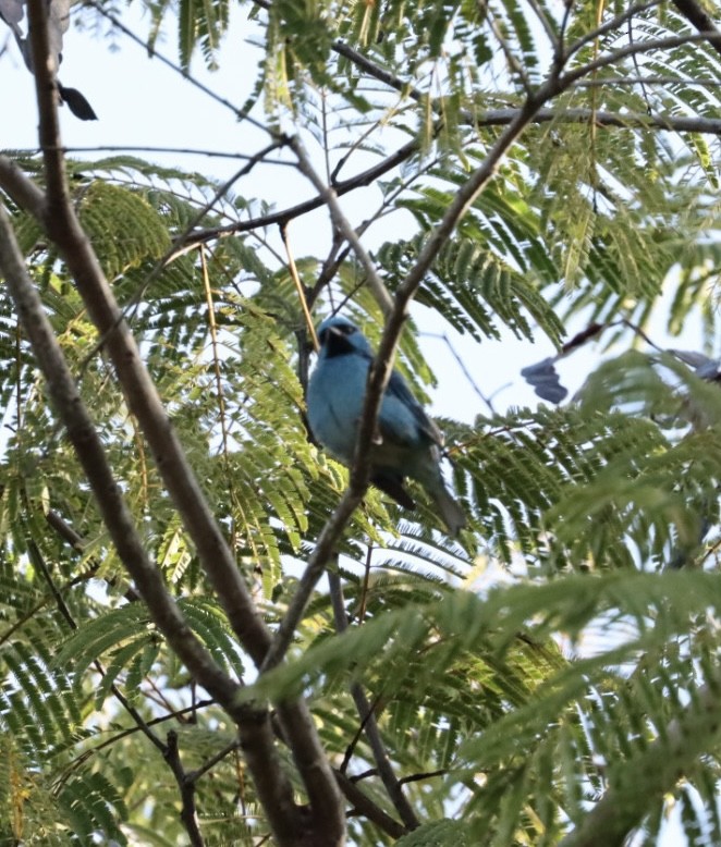 Blue Dacnis - ML620443525